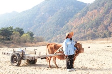 베스트갤러리 - 회룡포 소달구지꾼
