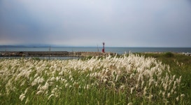 베스트갤러리 - 바다와 삘기