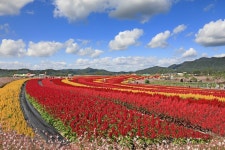 베스트갤러리 - 철원 고석정