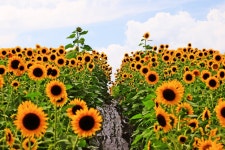 베스트갤러리 - 해바라기