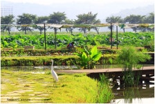 베스트갤러리 - 연밭 테마파크