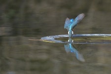 베스트갤러리 - 고기는 어디가고
