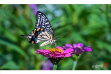 베스트갤러리 - 호랑나비