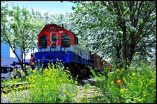 추천갤러리 - 이팝 나무 철로길