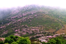 추천갤러리 - 덕유산 천상의 화원