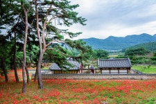 추천갤러리 - 부안 석불산 꽃무릇