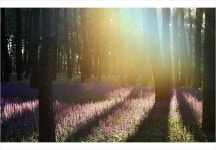 추천갤러리 - 보랏빛 향기