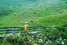 추천갤러리 - 목장