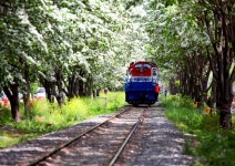 추천갤러리 - 이팝나무 철길