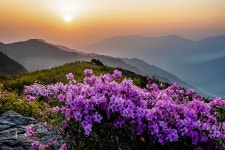 추천갤러리 - 지리산 철쭉꽃