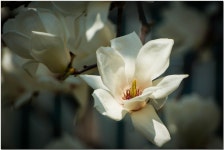 추천갤러리 - 목련화