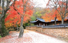 추천갤러리 - 만추의 단풍길
