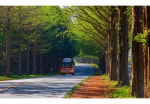 추천갤러리 - 신록의 메타길