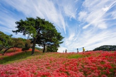 추천갤러리 - 꽃무릇 동산
