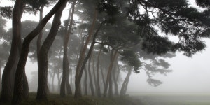 추천갤러리 - " 솔밭 小景 " 추천갤러리 - " 솔밭 小景 "