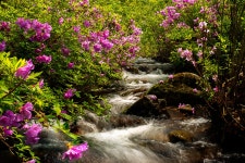 추천갤러리 - 달궁의 봄