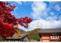 추천갤러리 - 선운사의가을