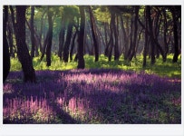 추천갤러리 - 황성공원의 아침