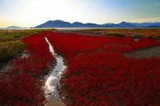 추천갤러리 - 순천만의 빨간 추억~