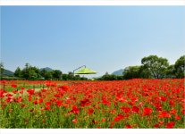 추천갤러리 - 물의정원양귀비