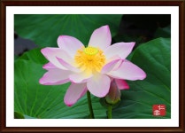 추천갤러리 - 연꽃