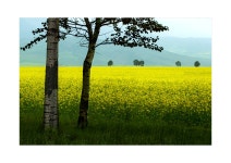 추천갤러리 - 문원유채