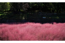 추천갤러리 - 핑크뮬리