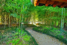 추천갤러리 - 대숲 정원