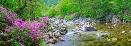 추천갤러리 - 달궁의 봄