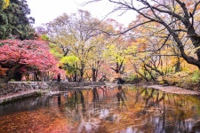 추천갤러리 - 선운사의 가을