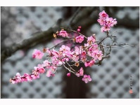 추천갤러리 - 통도사 매화