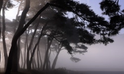 추천갤러리 -  松林 小景  추천갤러리 - &quot; 松林 小景 &quot;