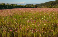 추천갤러리 - 파주 율곡습지 코스모스