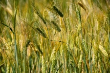 추천갤러리 - 쌀과 징검다리 보리