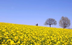 추천갤러리 - 성주대교유체