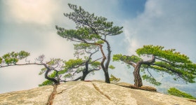 추천갤러리 - 늘푸른 가족