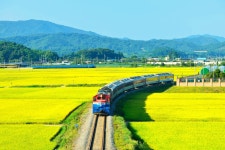 추천갤러리 - 황금벌 기찻길