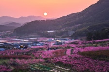 추천갤러리 - 복사꽃피는 산골마을 일출