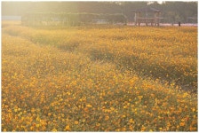 추천갤러리 - 계양 꽃마루에는