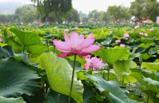 추천갤러리 - 궁남지 ~ 1