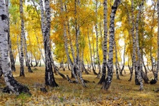 추천갤러리 - 자작나무 숲