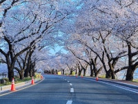 추천갤러리 - 흥무로 벚꽃길