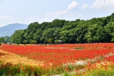 추천갤러리 - 함양 상림
