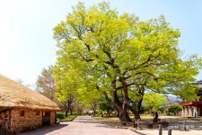 추천갤러리 - 봄날의 싱그러움