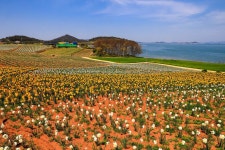 추천갤러리 - 수산화의 섬 선도