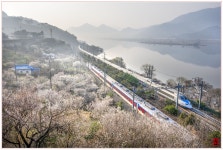 추천갤러리 - 원동매화마을_2024