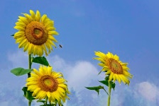 추천갤러리 - 팜랜드 에서~