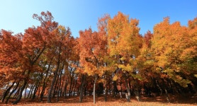 추천갤러리 - 익어가는 가을 - 수변공원 참나무 숲