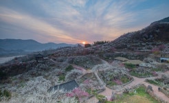 추천갤러리 - 광양매화마을