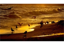 추천갤러리 - 황금빛 속에서...